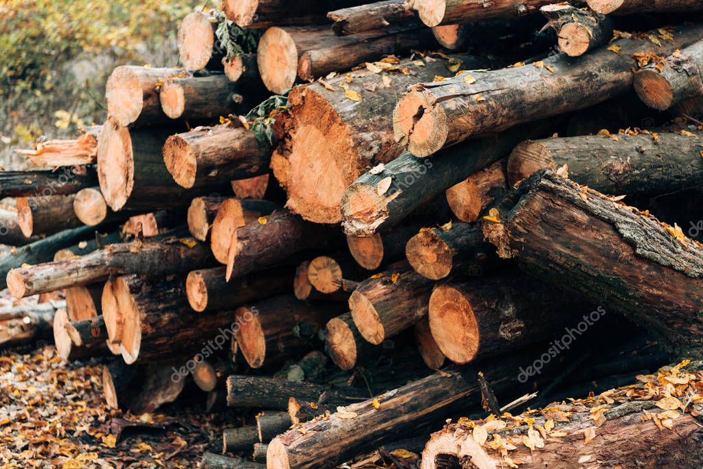 Schweizer Wald als Grundlage für regionales Holz